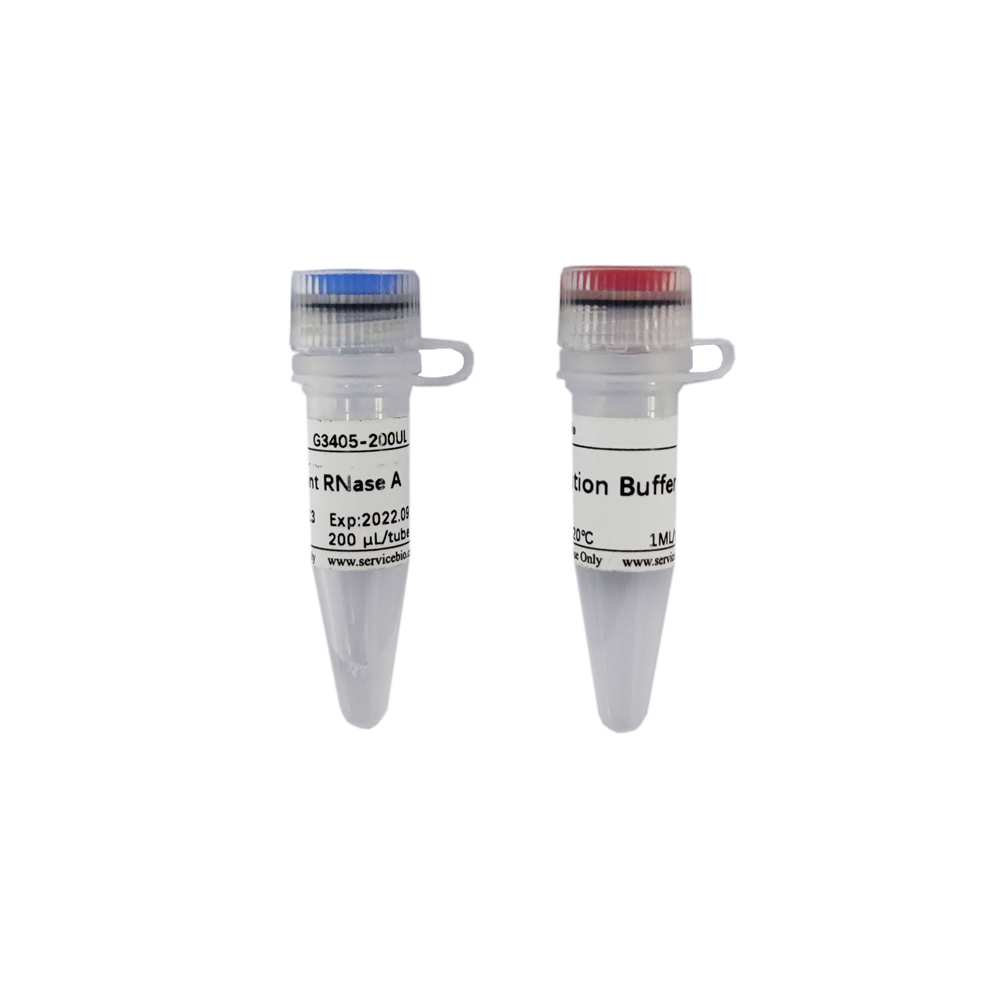4. Recombinant RNase A (10mg/mL), 0.2 ml, 0.2 mg  $149 ,