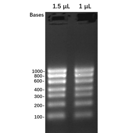 RNA Marker 1000, 25 μL with RNA Loading Buffer