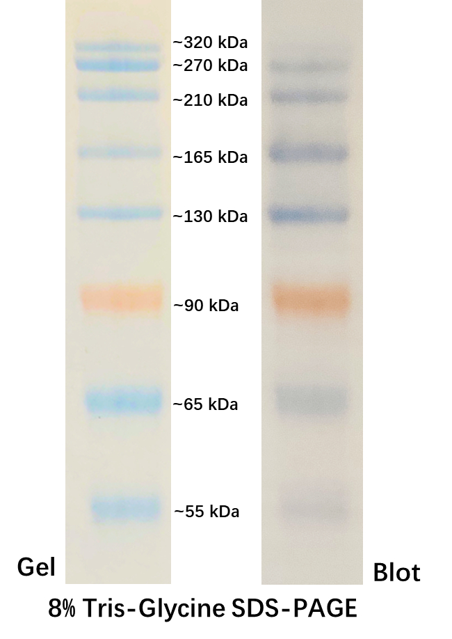 1. $ 100 Prestained Protein Marker VI (55-320 kDa) , 250 μL