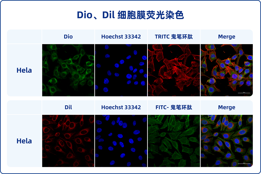 9. DiO Cell Membrane Green Fluorescence Staining Kit (100-1000T); $599