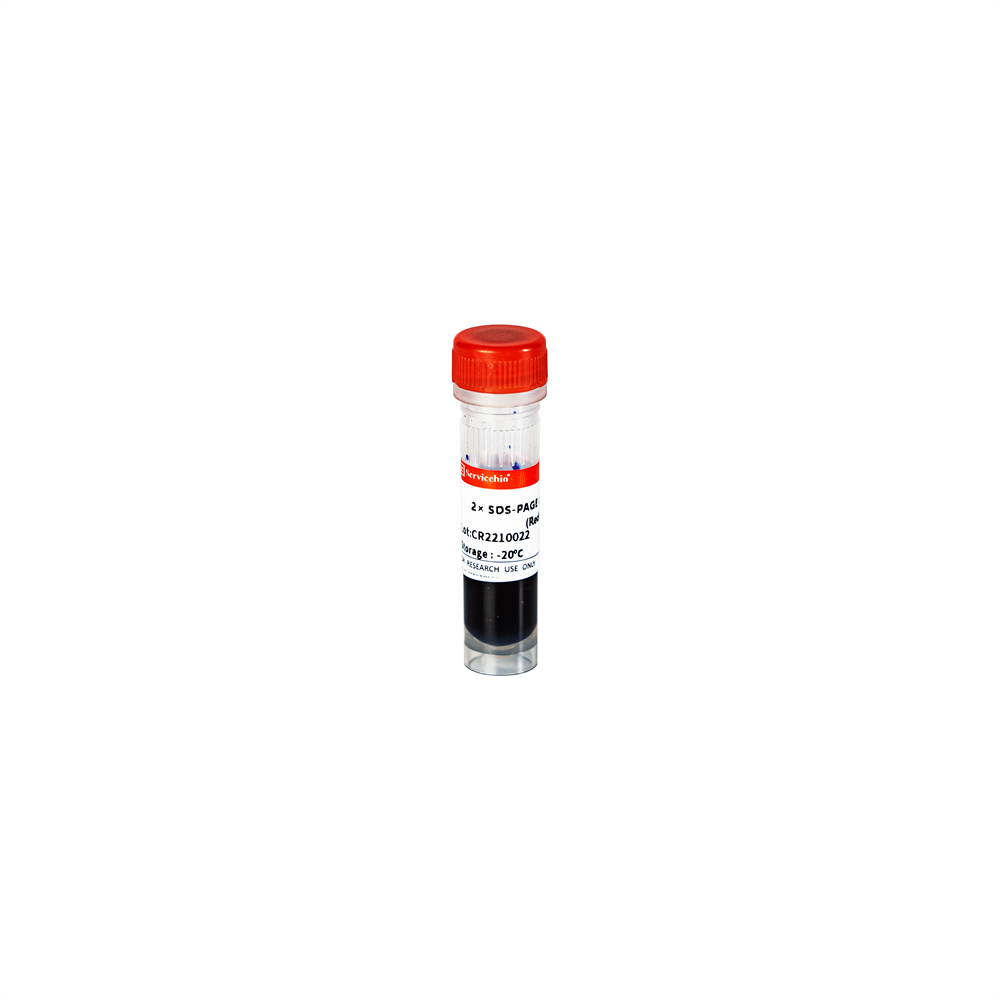 1-2.  2X SDS-PAGE Loading Buffer (Reduced), 1ml x 5;    $75