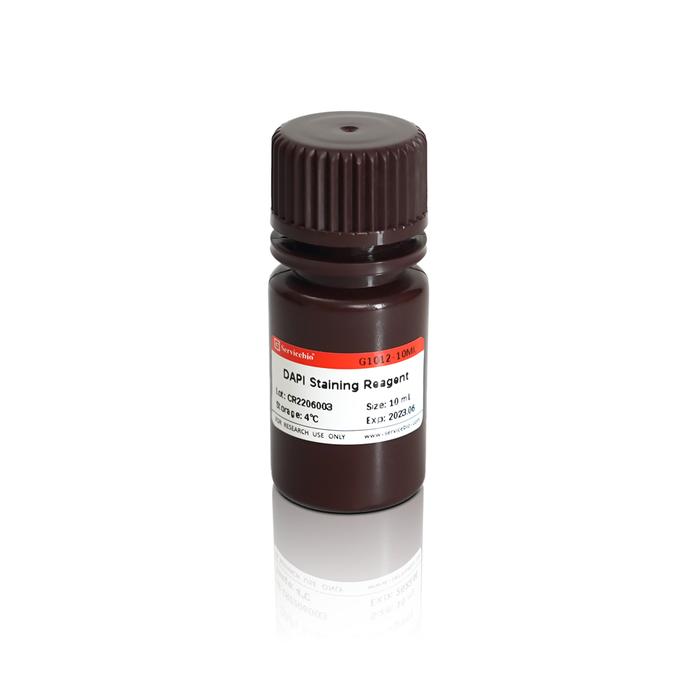 3. DAPI Staining Reagent (Ready to Use for cell and tissues ) , 10 ml , 100 ml : $150