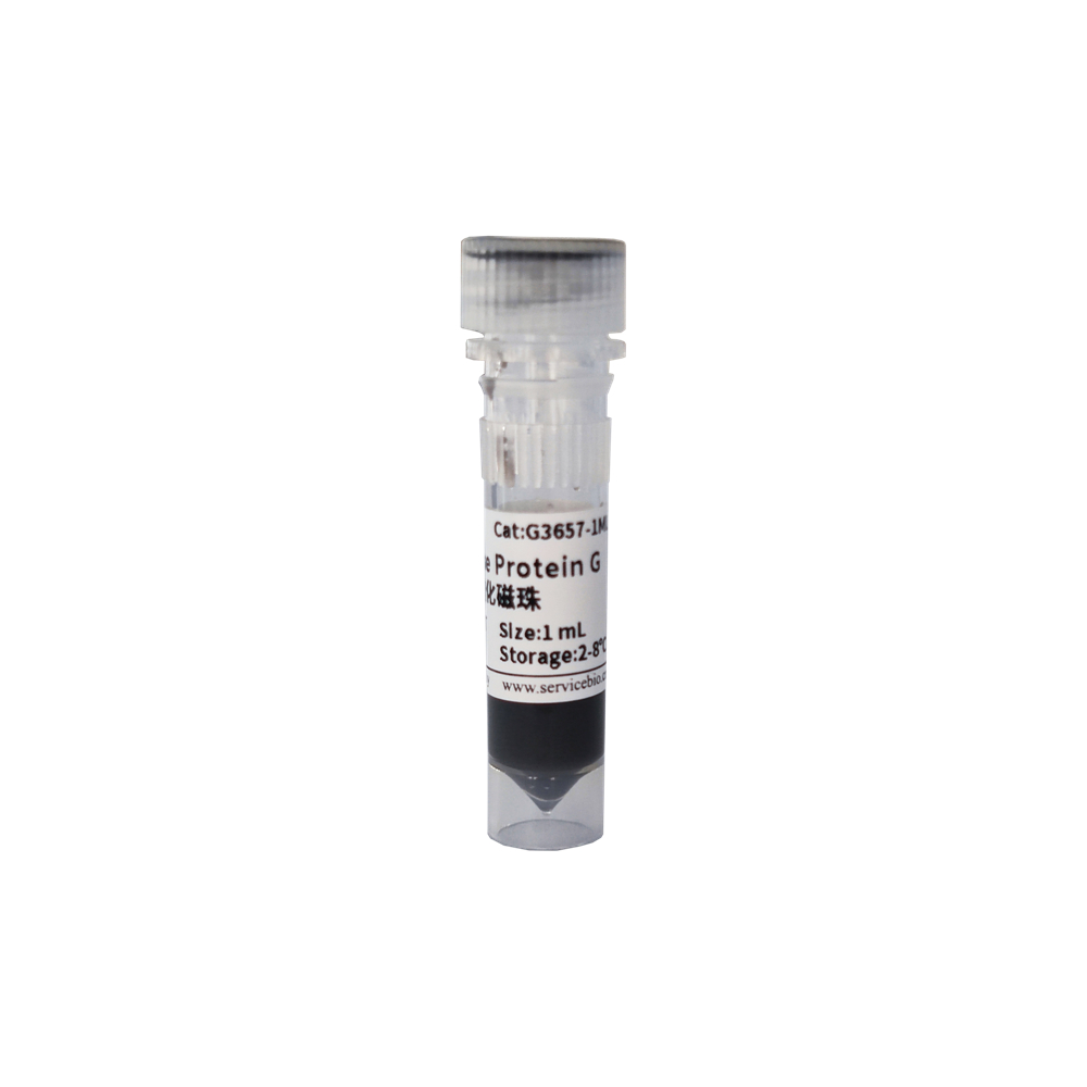 8. SweMagrose Protein G Antibody Purification Magnetic Beads,   1 ml $250