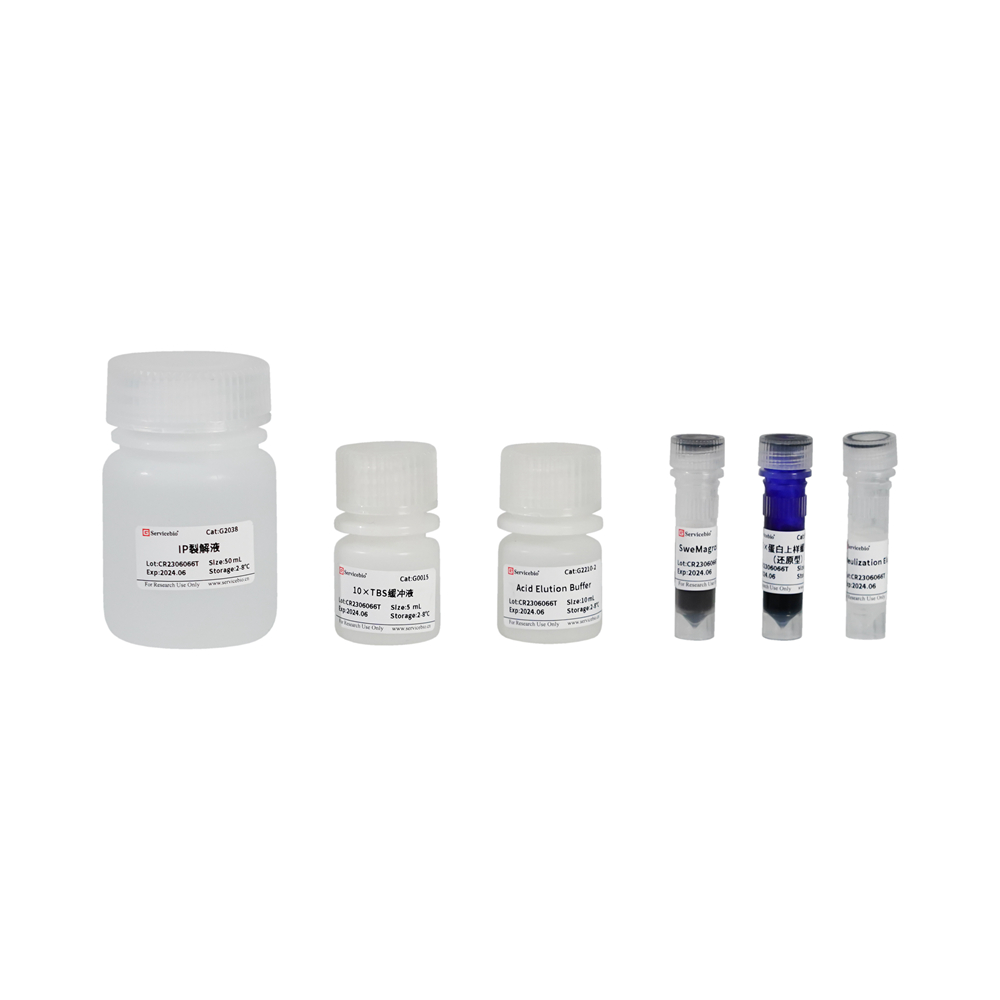2. Protein Immunoprecipitation Kit (Protein G Magnetic Bead-Based)