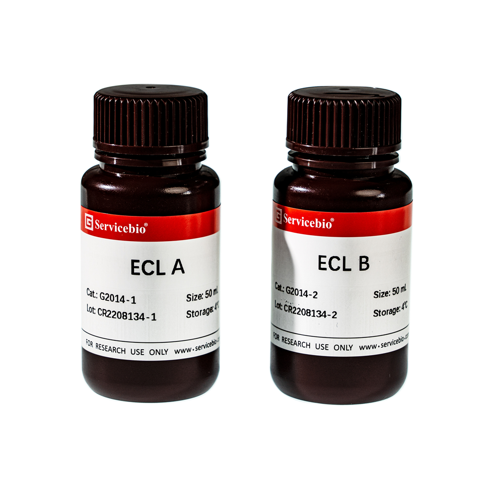 2. Regular ECL Chemiluminescence Detection Kit (Nano-Level), 100 ml $160